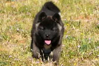 WMF2, a female Akita for sale in Anza, CA – Photo 8 of 10