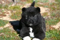 WMF2, a female Akita for sale in Anza, CA – Photo 7 of 7