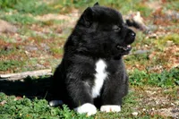 WMF2, a female Akita for sale in Anza, CA – Photo 3 of 7