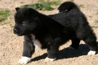 WMF2, a female Akita for sale in Anza, CA – Photo 2 of 7