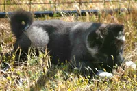 WMF2, a female Akita for sale in Anza, CA – Photo 5 of 10