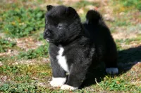 WMF2, a female Akita for sale in Anza, CA – Photo 5 of 7