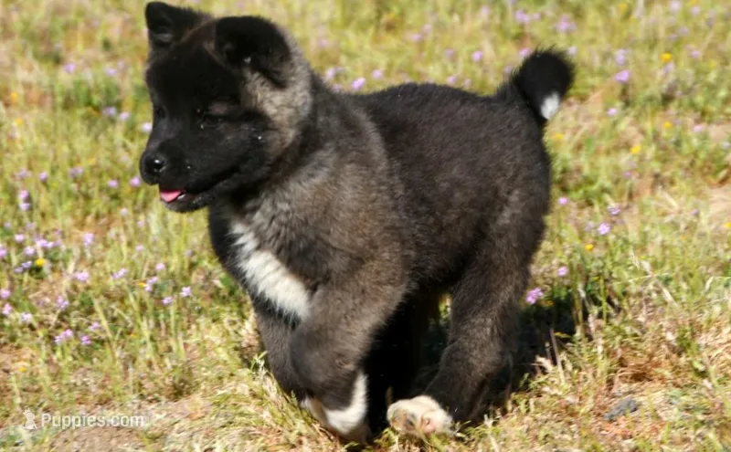 WMF2 – Akita puppy for sale in Anza, CA