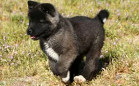 WMF2, a female Akita for sale in Anza, CA – Photo 2 of 10