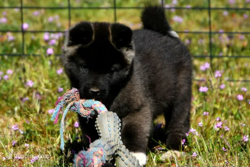 WMF2 – Akita puppy for sale in Anza, CA
