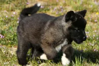 WMF2, a female Akita for sale in Anza, CA – Photo 4 of 10