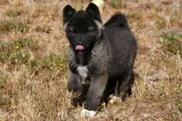 WMF2, a female Akita for sale in Anza, CA – Photo 3 of 10