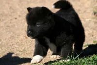 WMF2, a female Akita for sale in Anza, CA – Photo 1 of 7