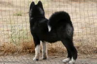 WMF3, a female Akita for sale in Anza, CA – 7 of 10