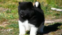 WMM3, a male Akita for sale in Anza, CA – Photo 1 of 6