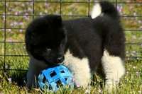 WMM3 HOLD, a male Akita for sale in Anza, CA – Photo 8 of 10
