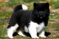 WMM3, a male Akita for sale in Anza, CA – Photo 2 of 6