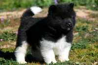 WMM3, a male Akita for sale in Anza, CA – Photo 3 of 6