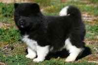 WMM3, a male Akita for sale in Anza, CA – Photo 5 of 6