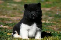 WMM3, a male Akita for sale in Anza, CA – Photo 6 of 6