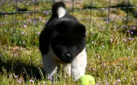 WMM3 HOLD, a male Akita for sale in Anza, CA – Photo 6 of 10