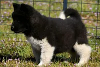 WMM3 HOLD, a male Akita for sale in Anza, CA – Photo 3 of 10