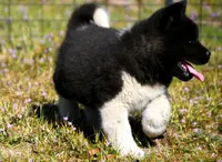 WMM3 HOLD, a male Akita for sale in Anza, CA – Photo 9 of 10