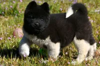 WMM3 HOLD, a male Akita for sale in Anza, CA – Photo 4 of 10