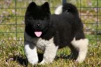 WMM3 HOLD, a male Akita for sale in Anza, CA – Photo 1 of 10