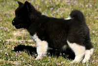 WMM3 HOLD, a male Akita for sale in Anza, CA – Photo 5 of 10