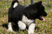 WMM3 HOLD, a male Akita for sale in Anza, CA – Photo 2 of 10