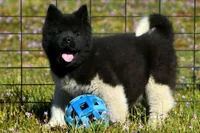 WMM3 HOLD, a male Akita for sale in Anza, CA – Photo 7 of 10