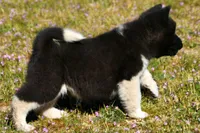 WMM3 HOLD, a male Akita for sale in Anza, CA – Photo 10 of 10