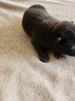 NTM2 RESERVED, a male Akita for sale in Anza, CA – 2 of 6