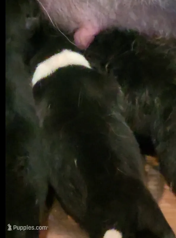 EOF2  – Akita puppy for sale in Anza, CA