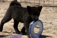 NTF1, a female Akita for sale in Anza, CA – 6 of 9