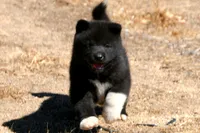 LFF1, a female Akita for sale in Anza, CA – 6 of 10