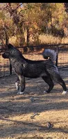WMF2 , a female Akita for sale in Anza, CA – 3 of 8