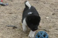 LFM1 HOLD, a male Akita for sale in Anza, CA – 4 of 7