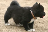 NTF4, a female Akita for sale in Anza, CA – 2 of 8
