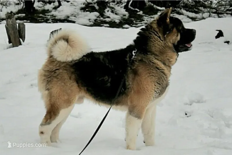 MKM1 – Akita puppy for sale in Anza, CA