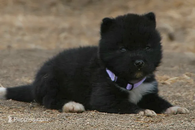 NTF4 – Akita puppy for sale in Anza, CA