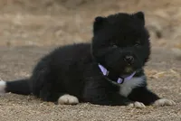 NTF4, a female Akita for sale in Anza, CA – 5 of 8