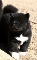 EOM2, a male Akita for sale in Anza, CA – 3 of 10