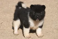 EOF0 HOLD, a male Akita for sale in Anza, CA – 3 of 6