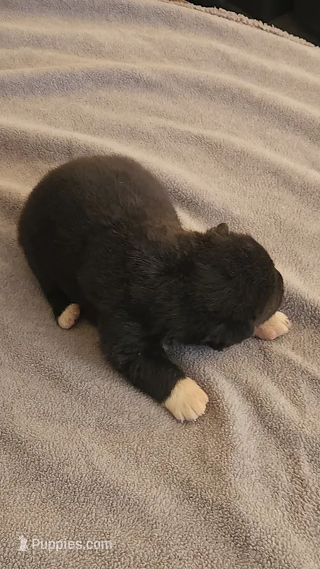 MKM1 – Akita puppy for sale in Anza, CA