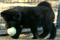 PKF1 , a female Akita for sale in Anza, CA – 5 of 10
