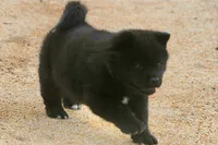 MIDNIGHT , a male Akita for sale in Anza, CA – 4 of 10