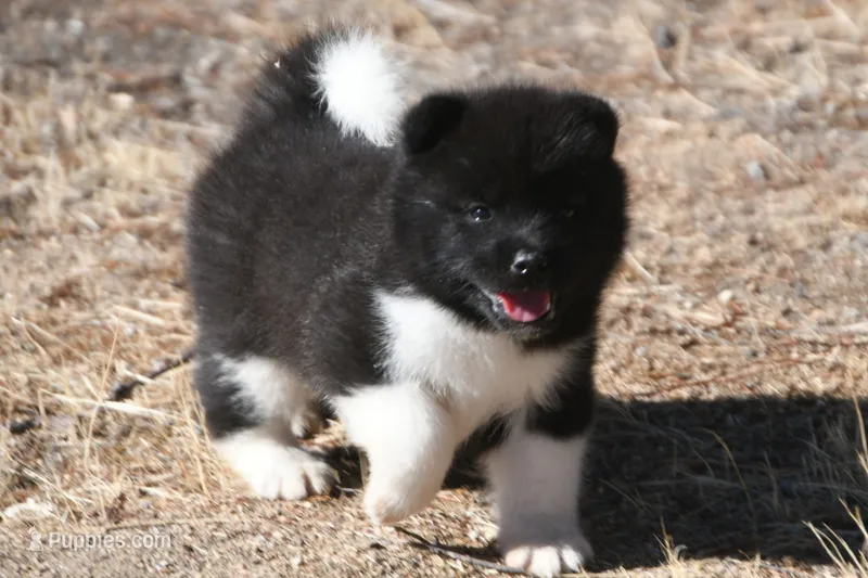 PKF2 – Akita puppy for sale in Anza, CA