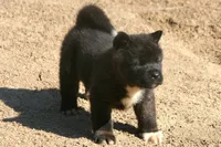 EOM0 HOLD, a male Akita for sale in Anza, CA – 6 of 6
