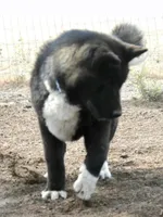 GLM2, a  Akita for sale in Anza, CA – 2 of 5