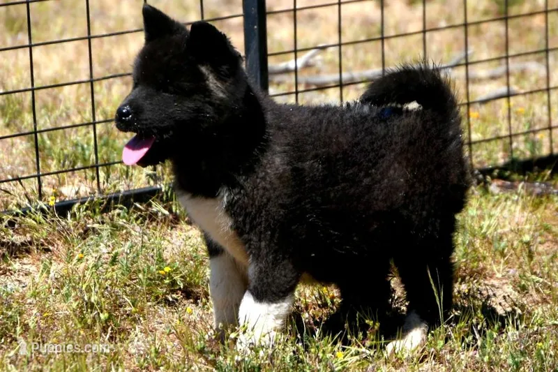 WMF3 – Akita puppy for sale in Anza, CA