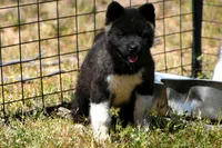 WMF3, a female Akita for sale in Anza, CA – 8 of 10