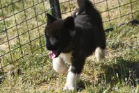 WMF3, a female Akita for sale in Anza, CA – Photo 7 of 10