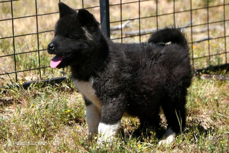WMF3 – Akita puppy for sale in Anza, CA
